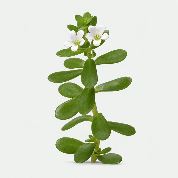 Bacopa monnieri