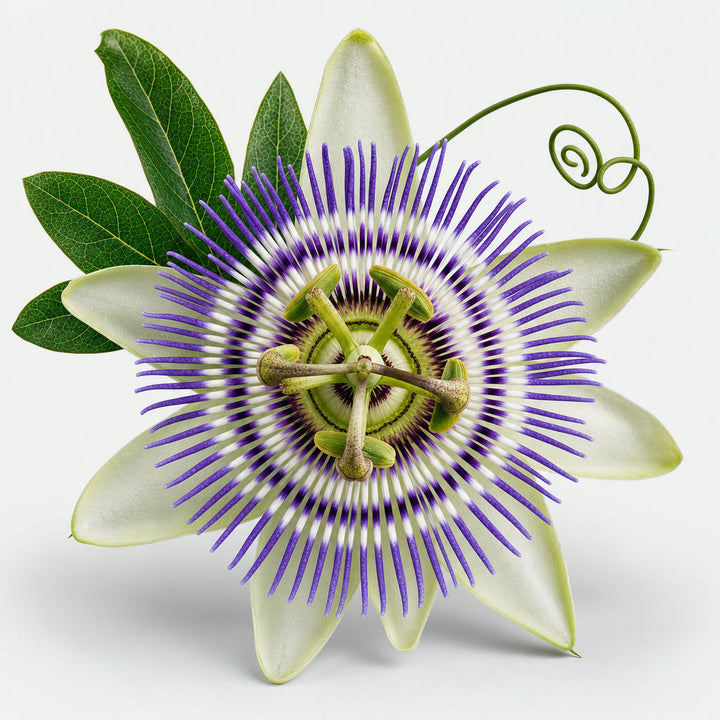 Pasiflora